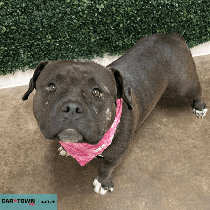 Website Pet Pictures - 2025-11-07T161025.418