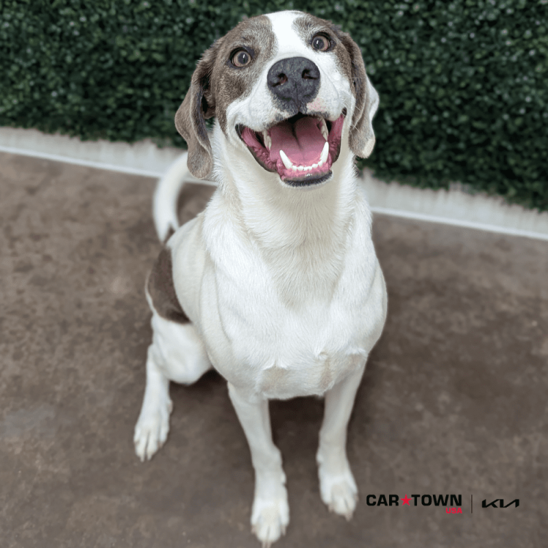 Website Pet Pictures - 2025-11-08T110800.378