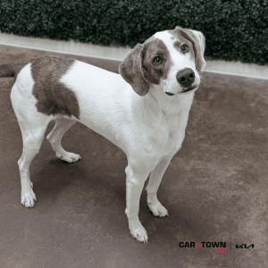 Website Pet Pictures - 2025-11-08T111008.766