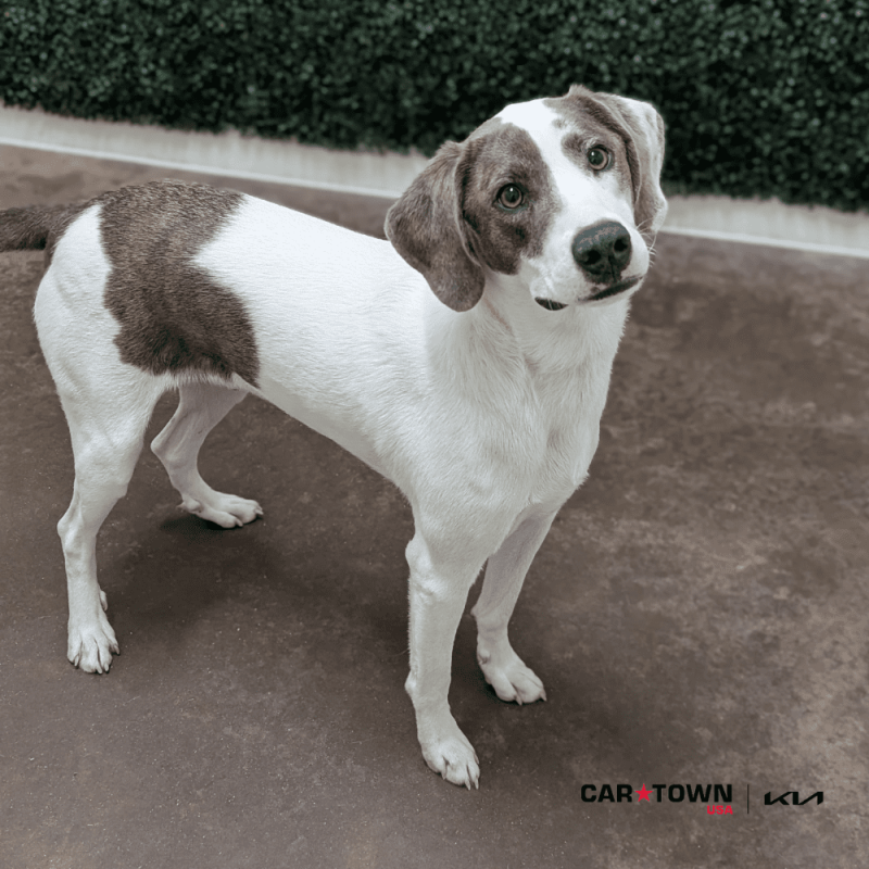 Website Pet Pictures - 2025-11-08T111008.766