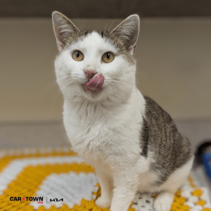 Website Pet Pictures - 2025-11-09T141814.976