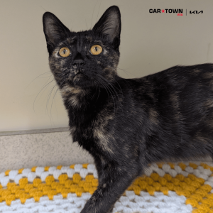 Website Pet Pictures - 2025-11-09T143410.313