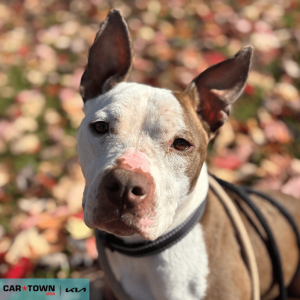 Website Pet Pictures - 2025-11-11T111109.885