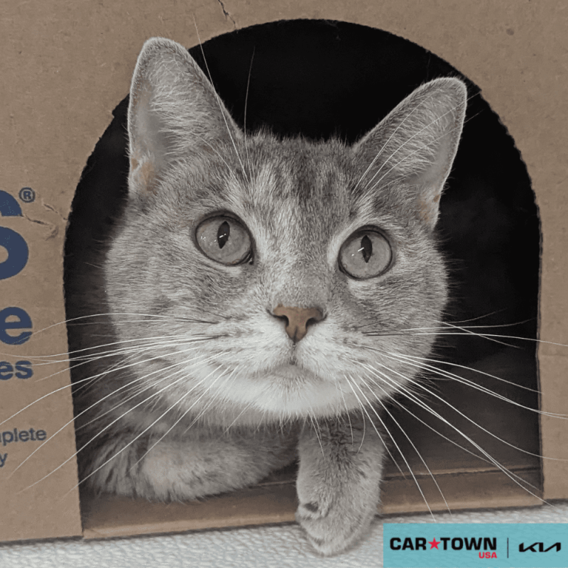 Website Pet Pictures - 2025-11-11T151932.566