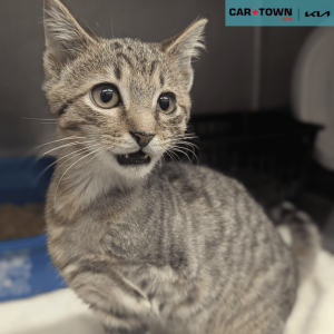 Website Pet Pictures - 2025-11-12T134503.926