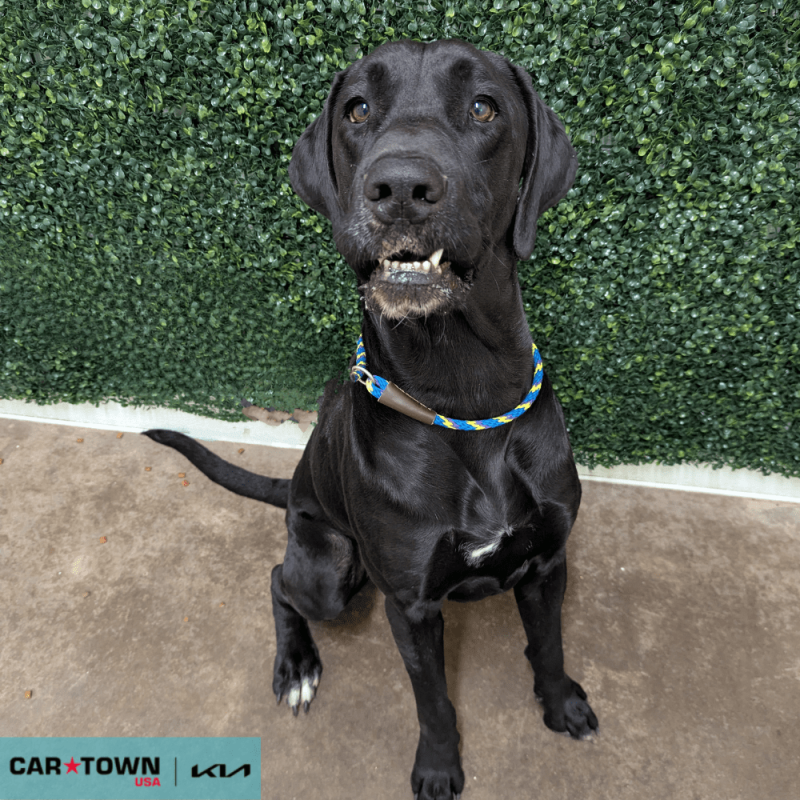 Website Pet Pictures - 2025-11-12T140607.462