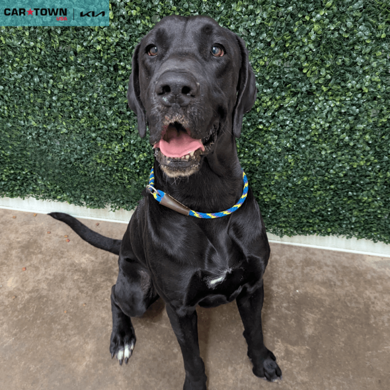 Website Pet Pictures - 2025-11-12T140643.824