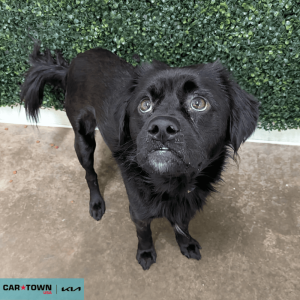 Website Pet Pictures - 2025-11-12T141001.883