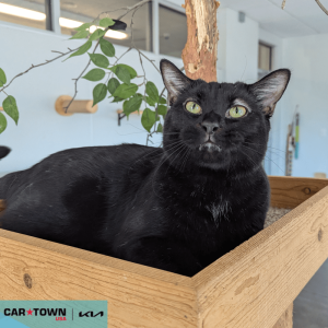 Website Pet Pictures - 2025-11-12T143049.820