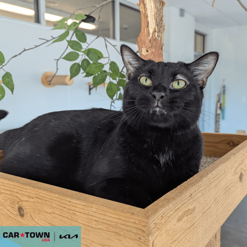 Website Pet Pictures - 2025-11-12T143049.820