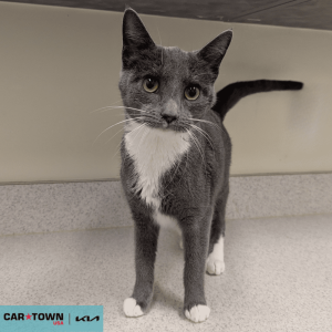 Website Pet Pictures - 2025-11-14T140503.644