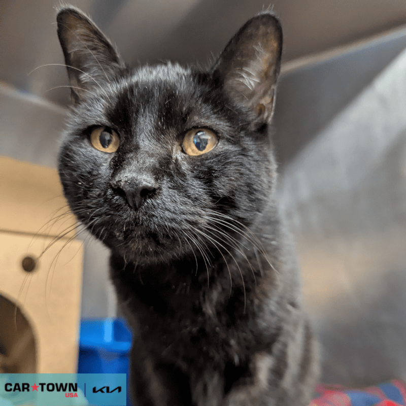 Website Pet Pictures - 2025-11-14T140718.695