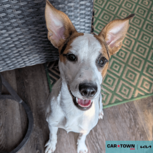 Website Pet Pictures - 2025-11-14T141951.744