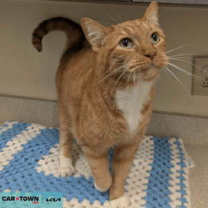 Website Pet Pictures - 2025-11-17T143104.262