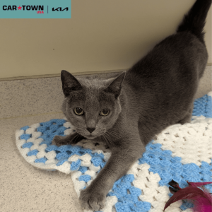 Website Pet Pictures - 2025-11-17T143309.220