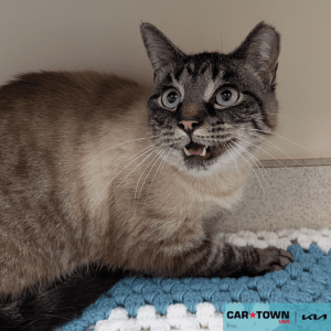 Website Pet Pictures - 2025-11-18T154540.552