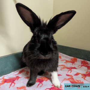 Website Pet Pictures - 2025-11-18T155552.572