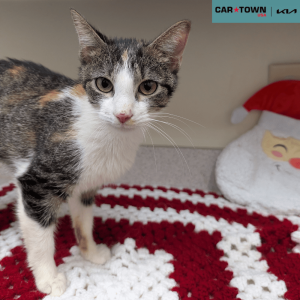 Website Pet Pictures - 2025-11-23T100213.835