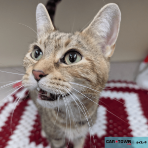 Website Pet Pictures - 2025-11-23T101204.773