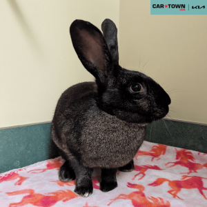 Website Pet Pictures - 2025-11-23T131601.914