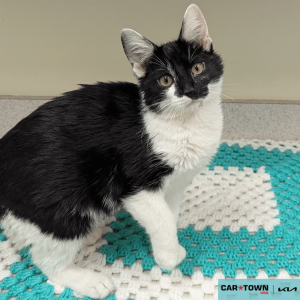 Website Pet Pictures - 2025-11-23T134312.883