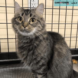 Website Pet Pictures - 2025-11-23T143758.934