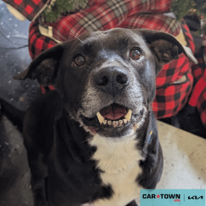 Website Pet Pictures - 2025-11-26T134756.535