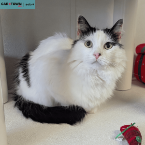 Website Pet Pictures - 2025-12-09T113036.708