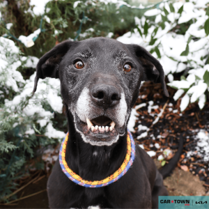 Website Pet Pictures - 2025-12-09T132549.881