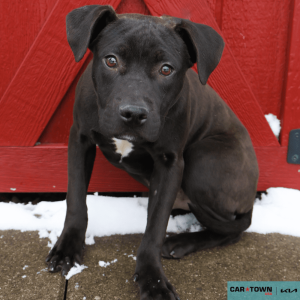 Website Pet Pictures - 2025-12-09T133057.143