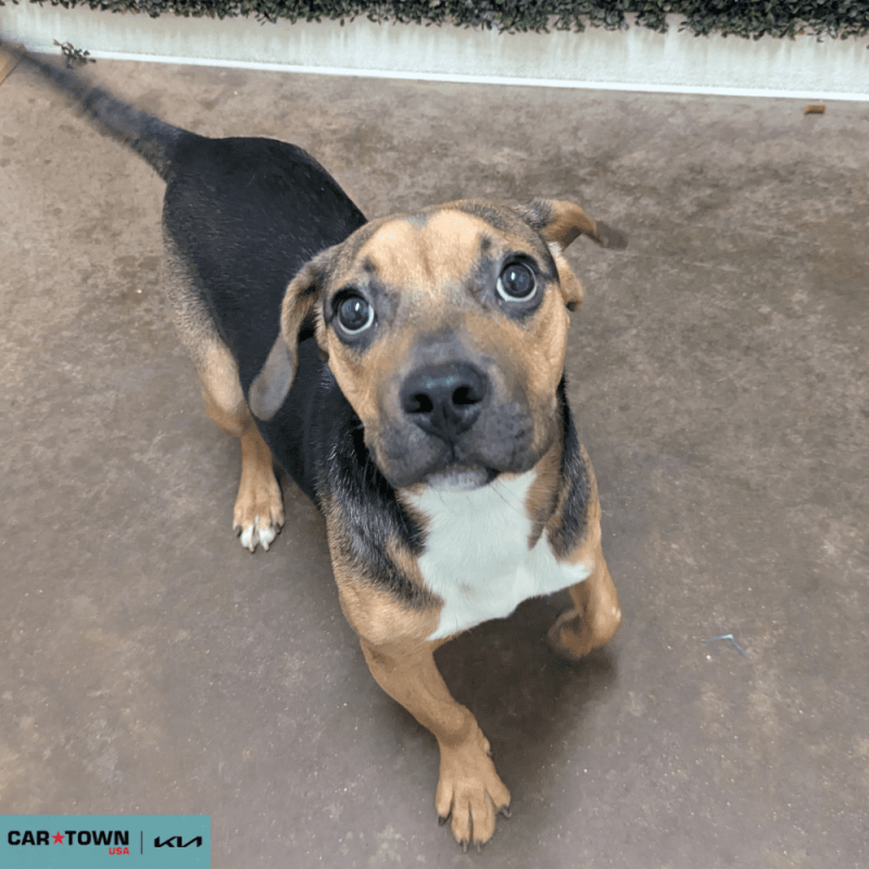 Website Pet Pictures - 2025-12-13T143913.505