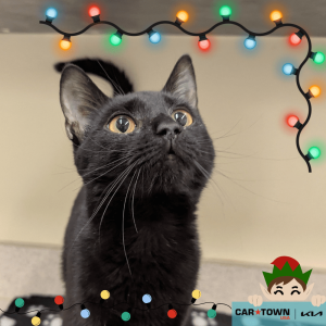 Website Pet Pictures - 2025-12-13T161949.159