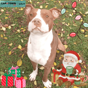 Website Pet Pictures - 2025-12-13T173253.465