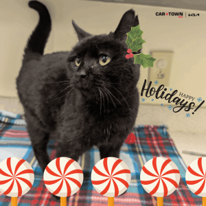 Website Pet Pictures - 2025-12-16T154310.112