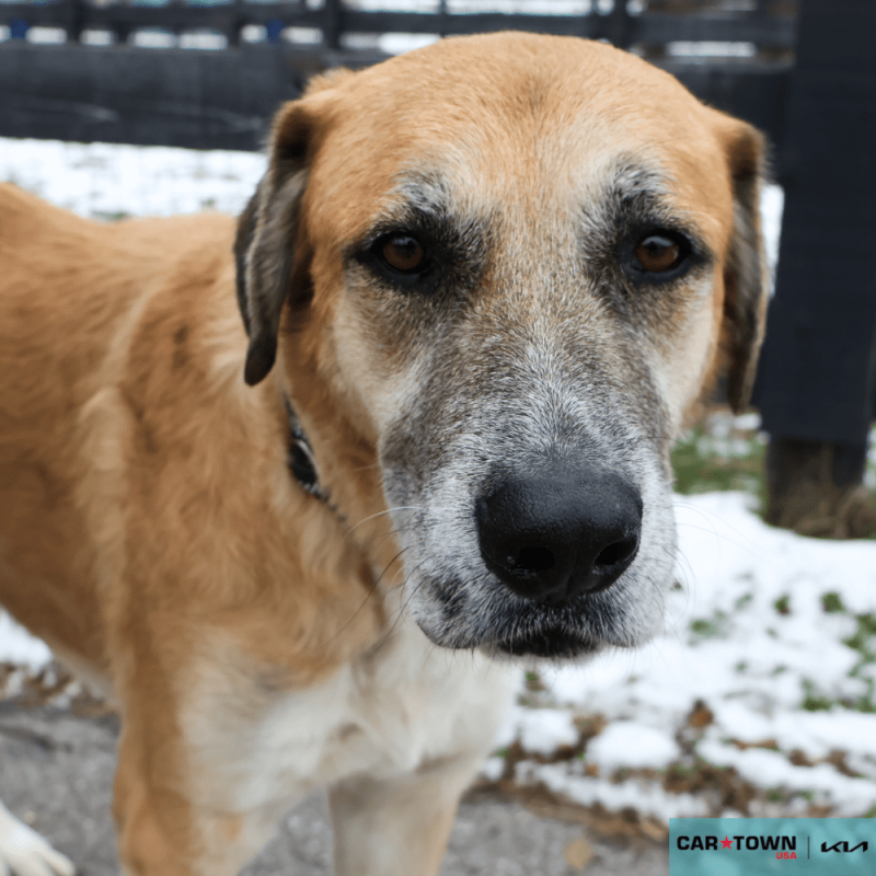 Website Pet Pictures - 2025-12-17T100432.758