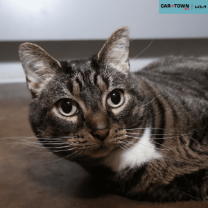 Website Pet Pictures - 2025-12-17T101642.783