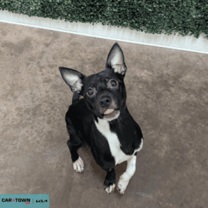 Website-Pet-Pictures-2025-12-17T103954.828-300x300