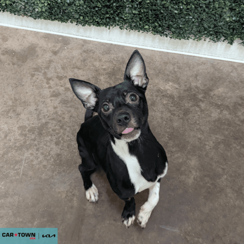 Website Pet Pictures - 2025-12-17T103954.828