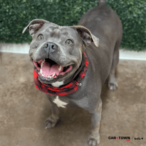 Website-Pet-Pictures-2025-12-27T153224.676-300x300