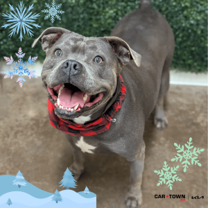 Website Pet Pictures - 2025-12-27T153349.021