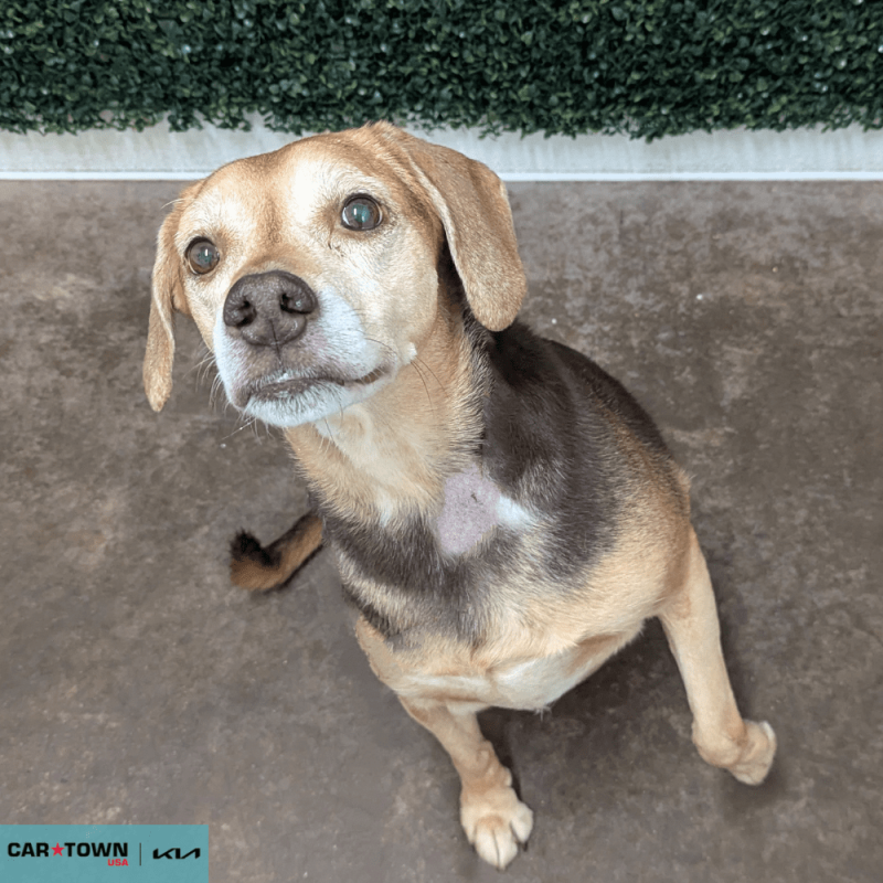 Website Pet Pictures - 2025-12-28T135526.905