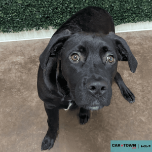 Website Pet Pictures - 2025-12-28T142842.073