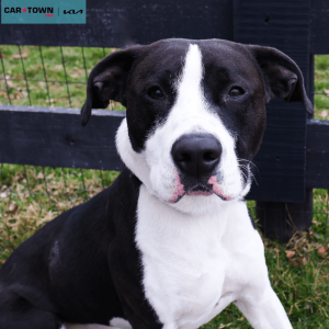 Website Pet Pictures - 2025-12-30T130938.459