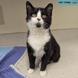 Website Pet Pictures - 2025-12-30T134913.430