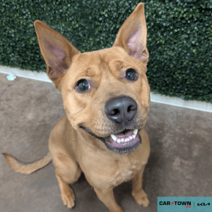 Website Pet Pictures - 2026-01-02T143727.006