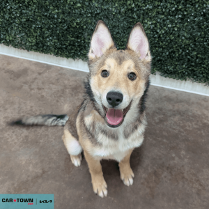 Website Pet Pictures - 2026-01-04T103325.930