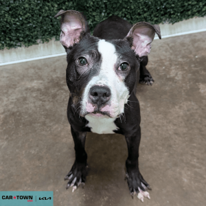 Website Pet Pictures - 2026-01-04T103838.902