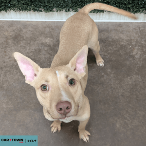 Website Pet Pictures - 2026-01-04T104116.922