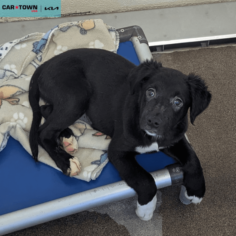 Website Pet Pictures - 2026-01-04T142947.321