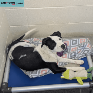 Website Pet Pictures - 2026-01-04T143204.300